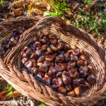 Gathering Chestnuts