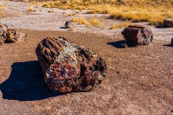 SW Parks Trip – Petrified Forest